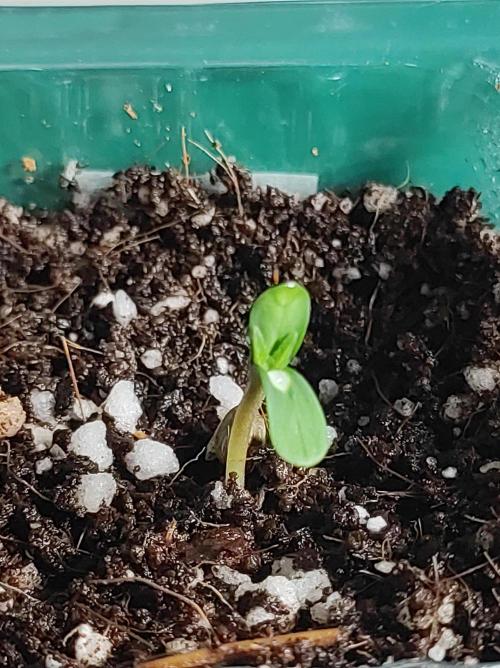 Ducksfoot. Week 0