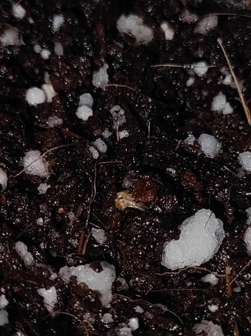 White Widow x Freakshow. Week 0