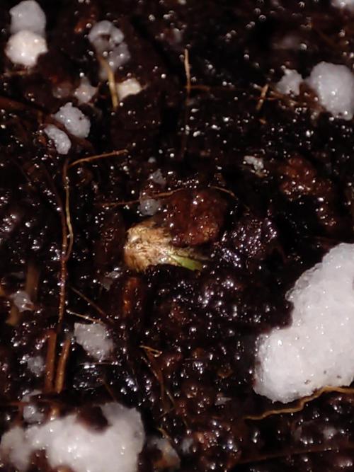 White Widow x Freakshow. Week 0