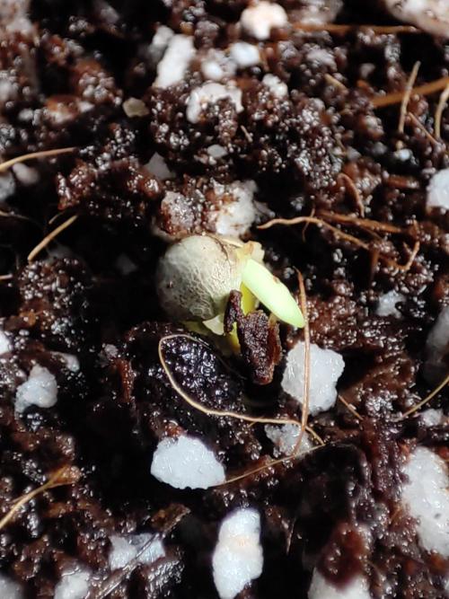 White Widow x Freakshow. Week 0