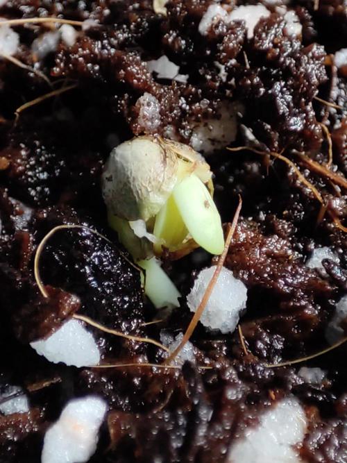 White Widow x Freakshow. Week 0