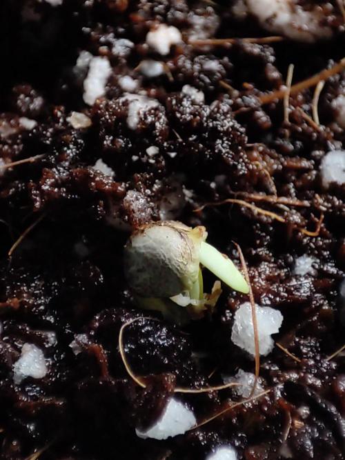 White Widow x Freakshow. Week 0