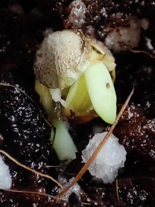 White Widow x Freakshow. Week 0