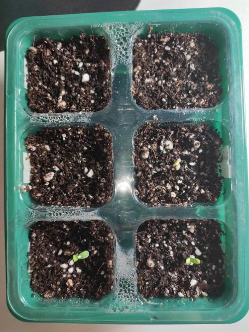 White Widow x Freakshow. Week 0