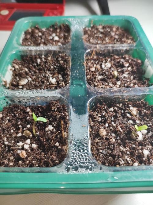 White Widow x Freakshow. Week 0