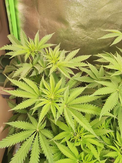 Godness Flower. Week 7