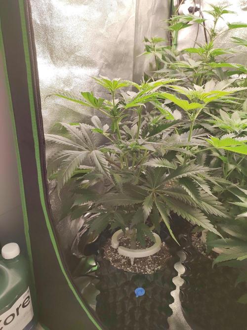 Godness Flower. Week 7