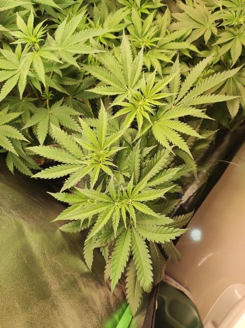 Godness Flower. Week 7