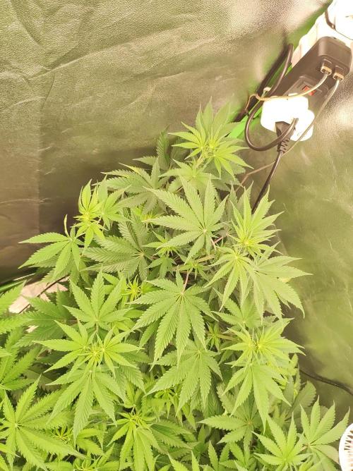 Lambeijax #2. Week 7