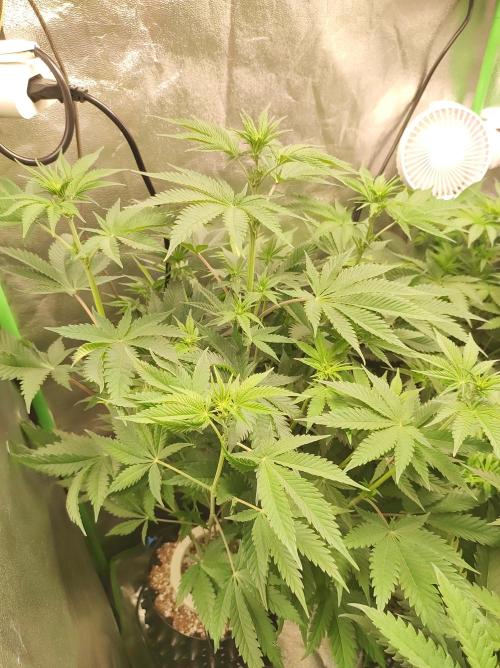 Lambeijax #2. Week 7