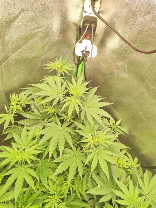 Lambeijax #2. Week 7