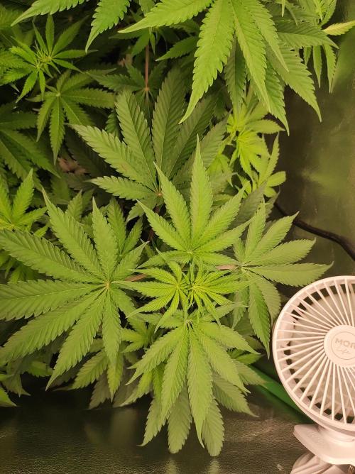 Godness Flower #2. Week 7