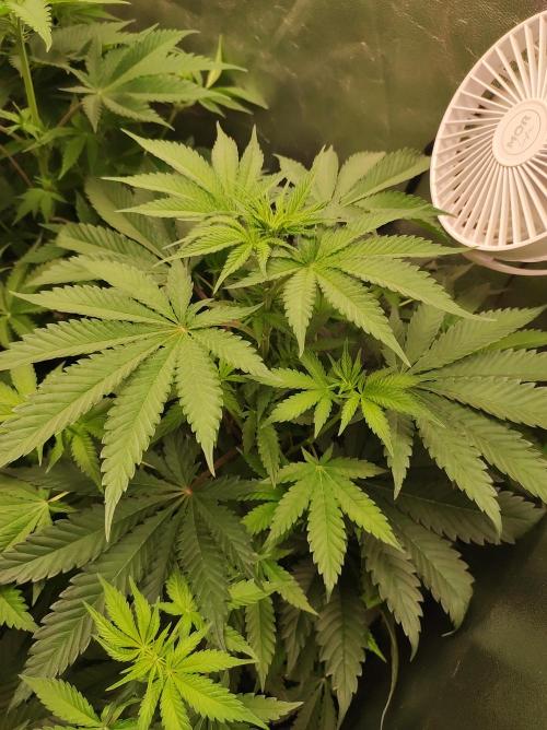 Godness Flower #2. Week 7