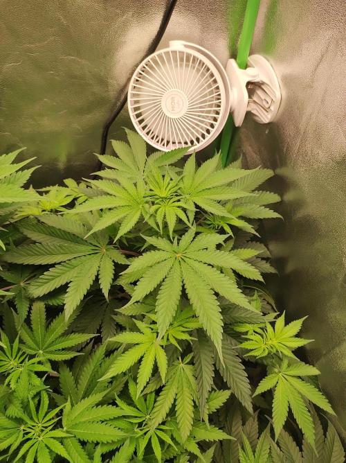 Godness Flower #2. Week 7