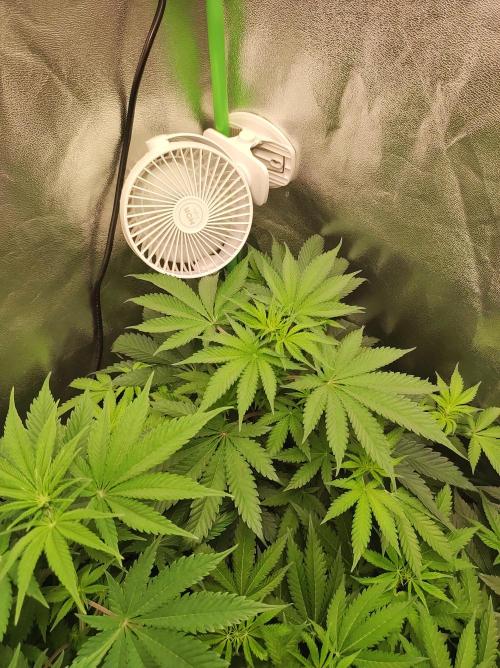 Godness Flower #2. Week 7