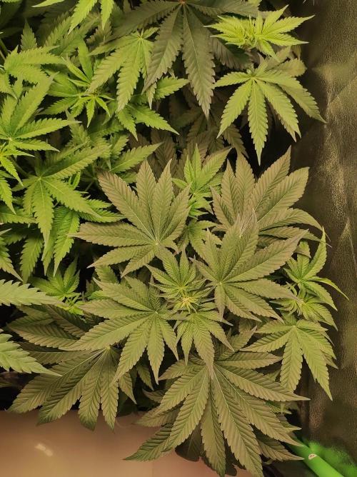 Colombian Gold. Week 7