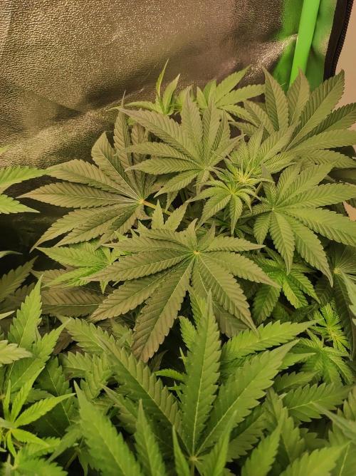 Colombian Gold. Week 7