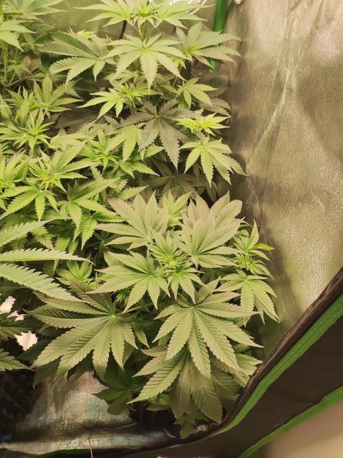 Colombian Gold. Week 7