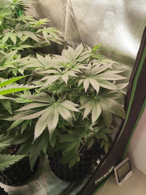 Colombian Gold. Week 7