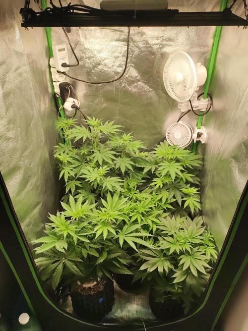 Colombian Gold. Week 7