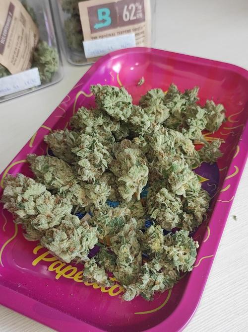 Gelato 41 #2. Week 15