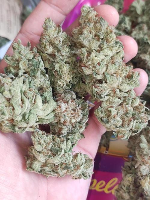 Gelato 41 #2. Week 15