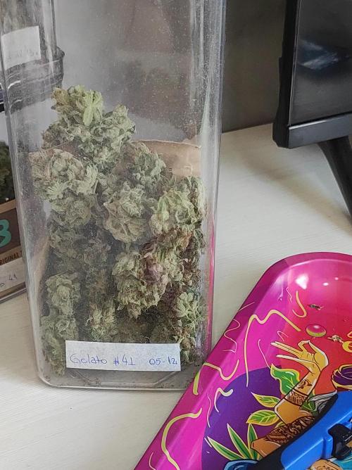 Gelato 41 #2. Week 15