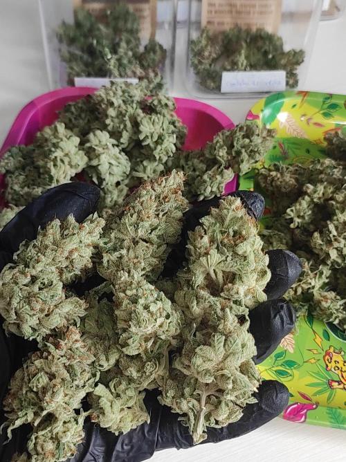 Gelato 41 #3. Week 14