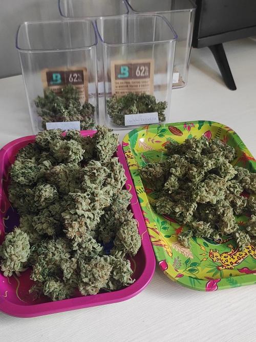 Gelato 41 #4. Week 14