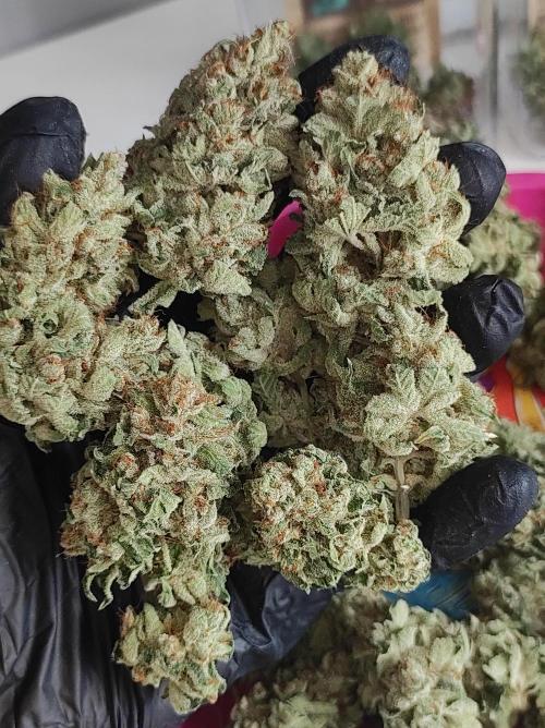 Gelato 41 #4. Week 14