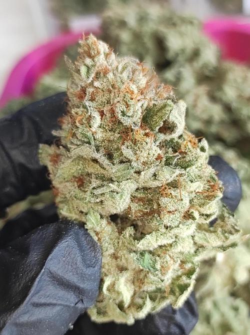 Gelato 41 #4. Week 14