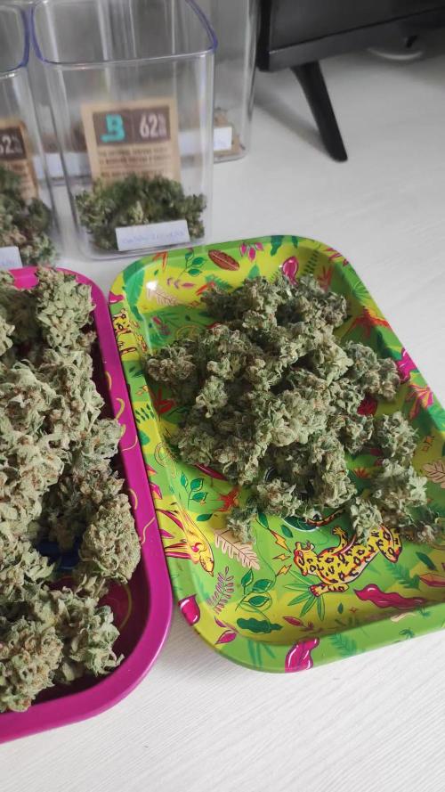 Gelato 41 #4
