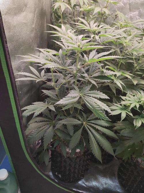 Godness Flower. Week 8