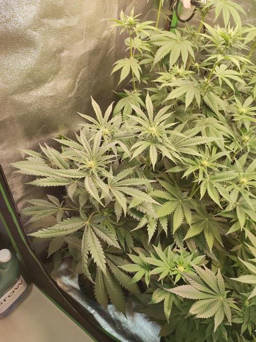 Godness Flower. Week 8