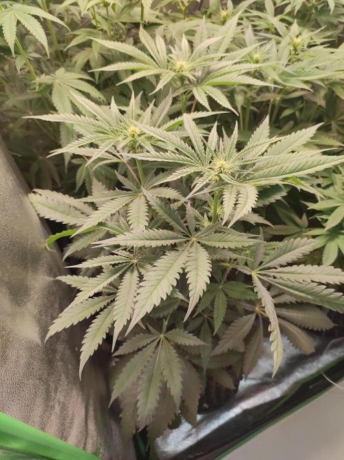 Godness Flower. Week 8