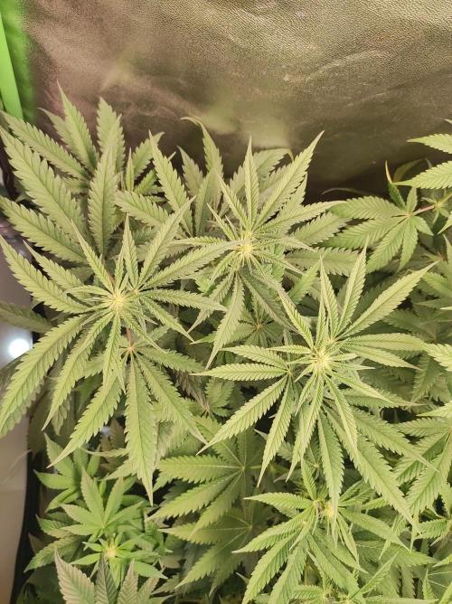 Godness Flower. Week 8