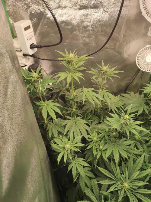 Lambeijax #2. Week 8