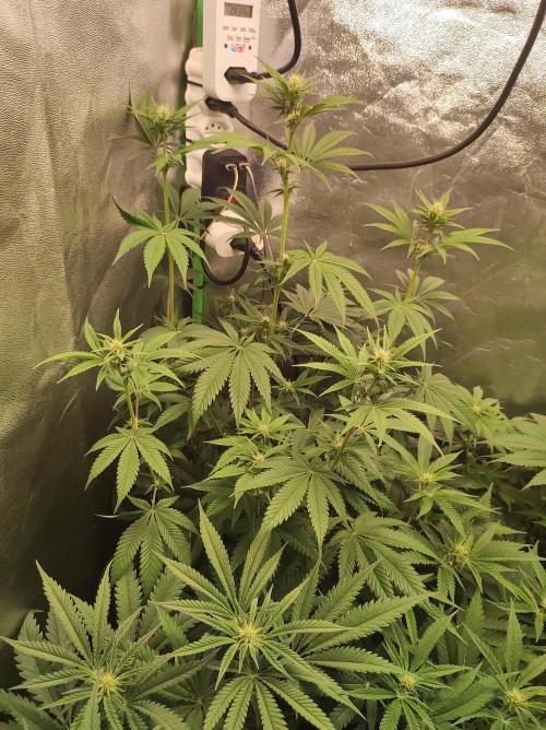 Lambeijax #2. Week 8