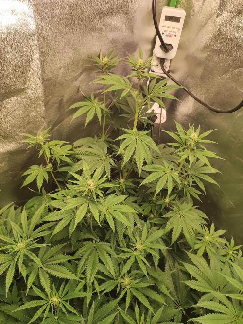 Lambeijax #2. Week 8