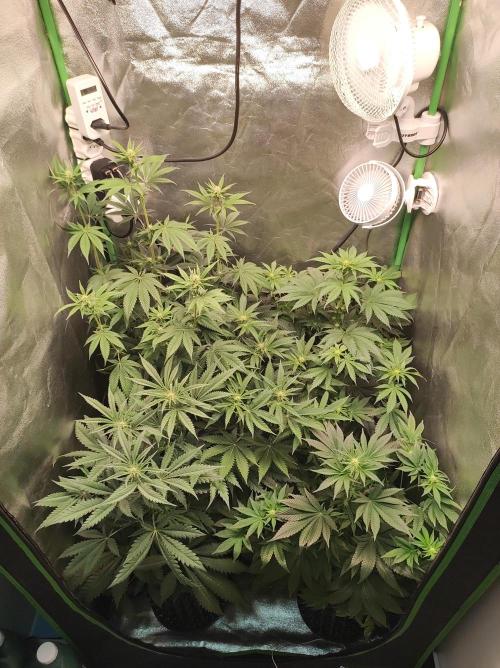 Lambeijax #2. Week 8