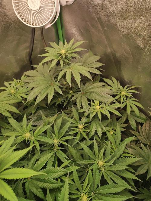 Godness Flower #2. Week 8