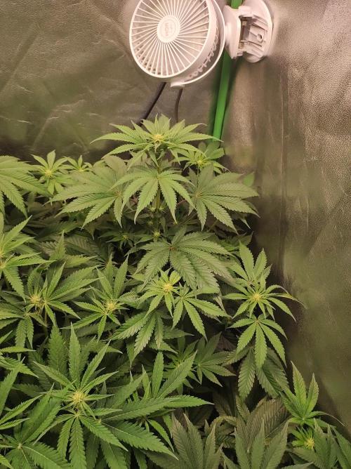 Godness Flower #2. Week 8