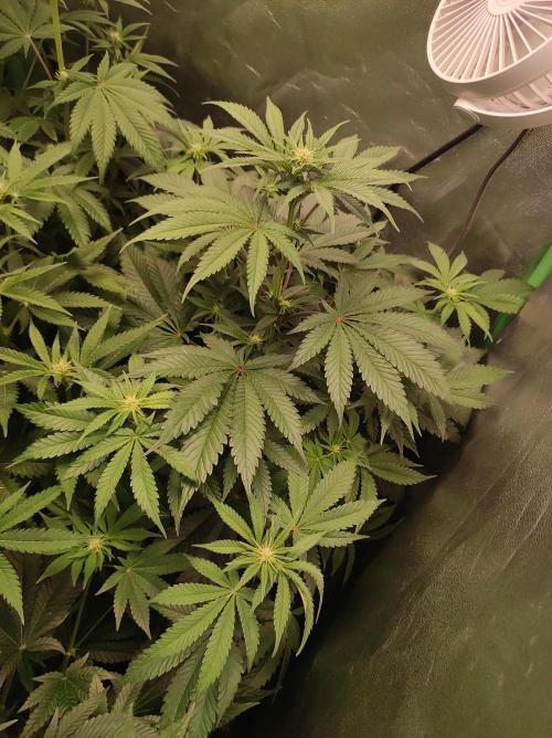 Godness Flower #2. Week 8