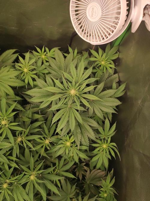 Godness Flower #2. Week 8