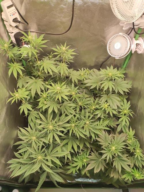 Godness Flower #2. Week 8