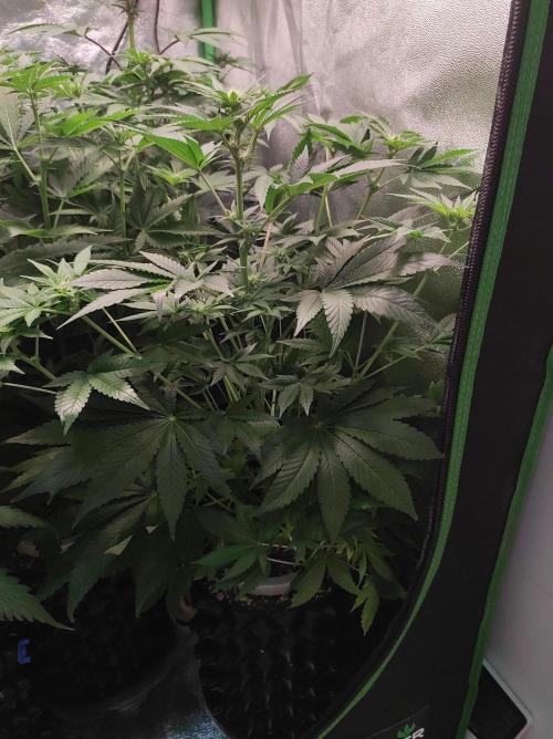 Colombian Gold. Week 8