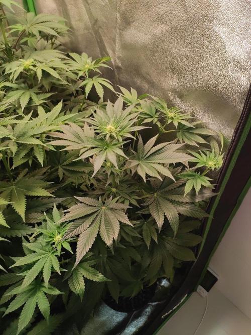 Colombian Gold. Week 8