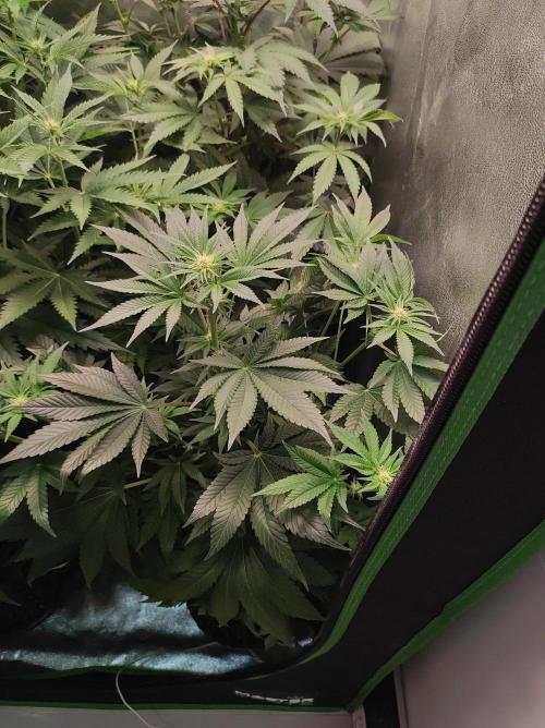 Colombian Gold. Week 8