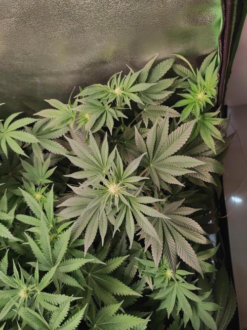 Colombian Gold. Week 8