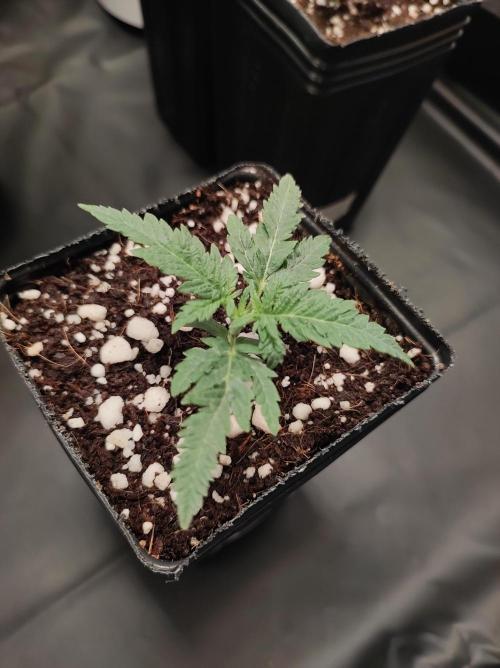 White Widow x Freakshow. Week 1